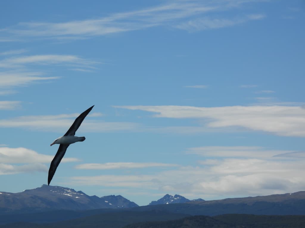 Black Browed Albatross