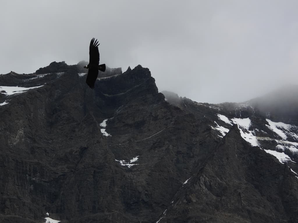 Andean Condor