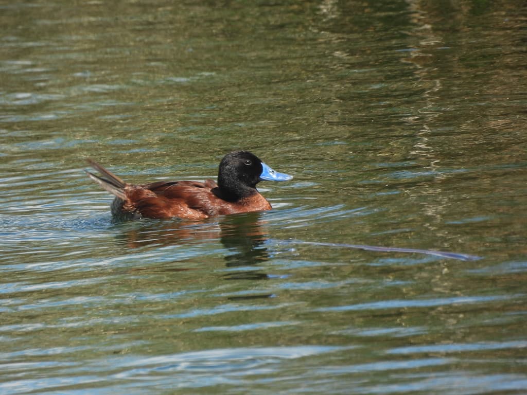 Andean Duck