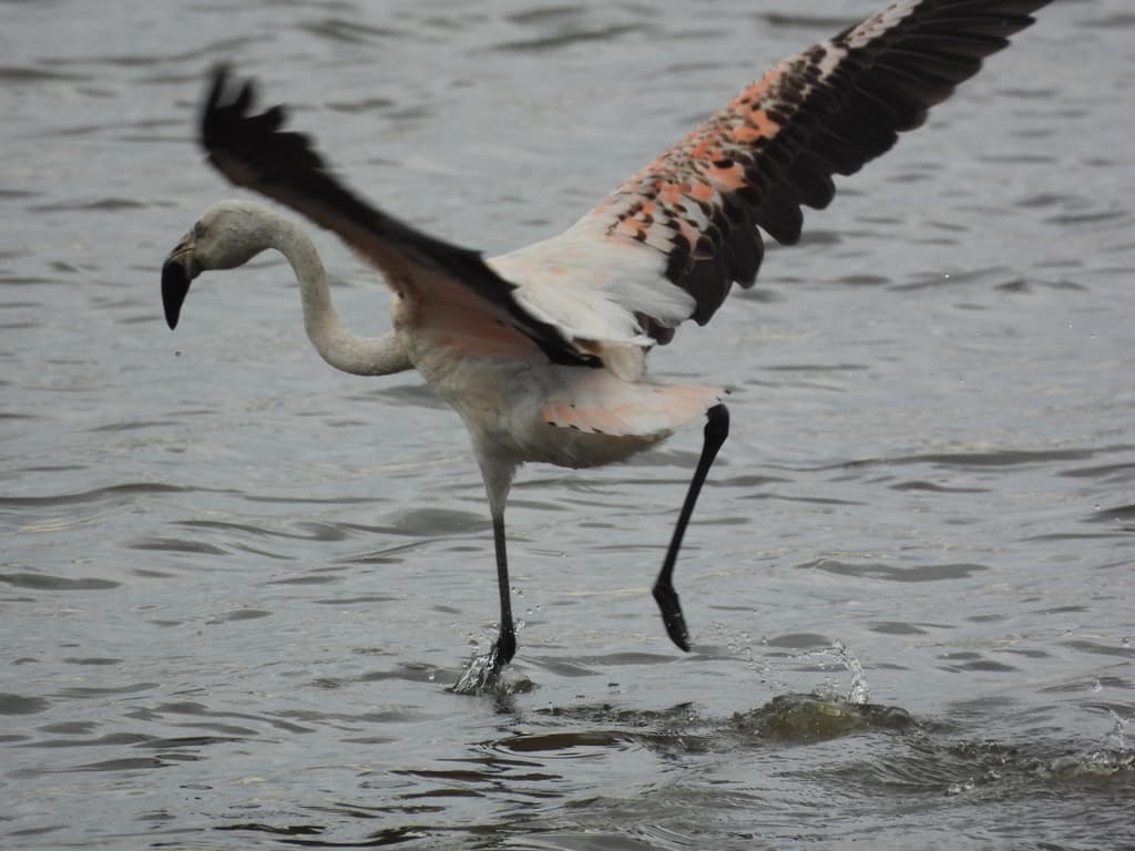 Chilean Flamingo
