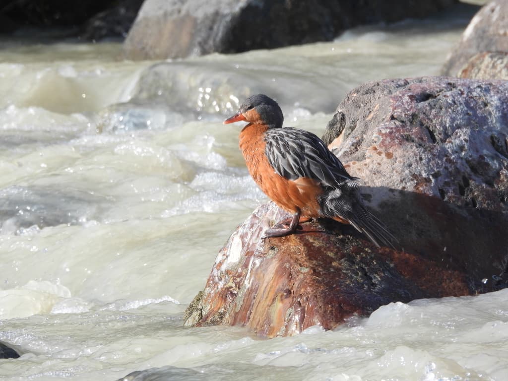 Female Torrent Duck