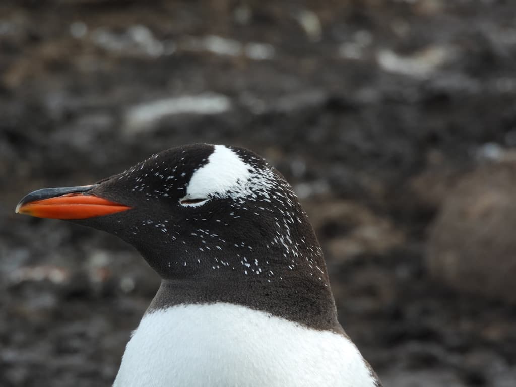 Gentoo Penguin