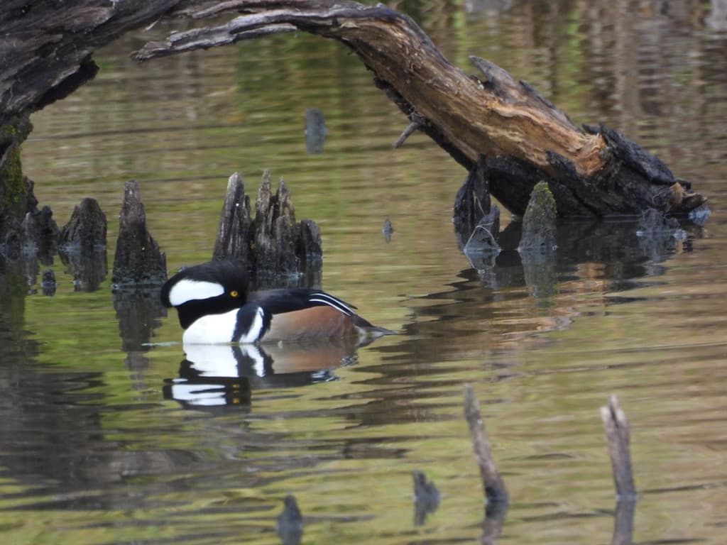 Hooded Merganser