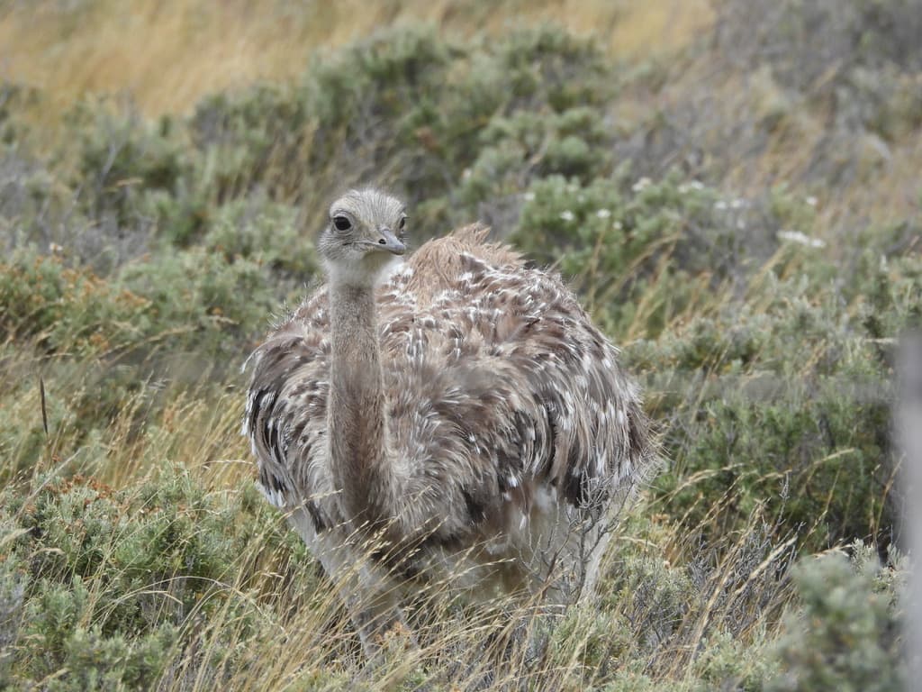 Lesser Rhea