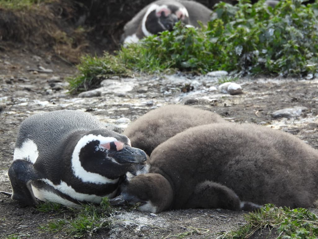 Magellanic Penguin