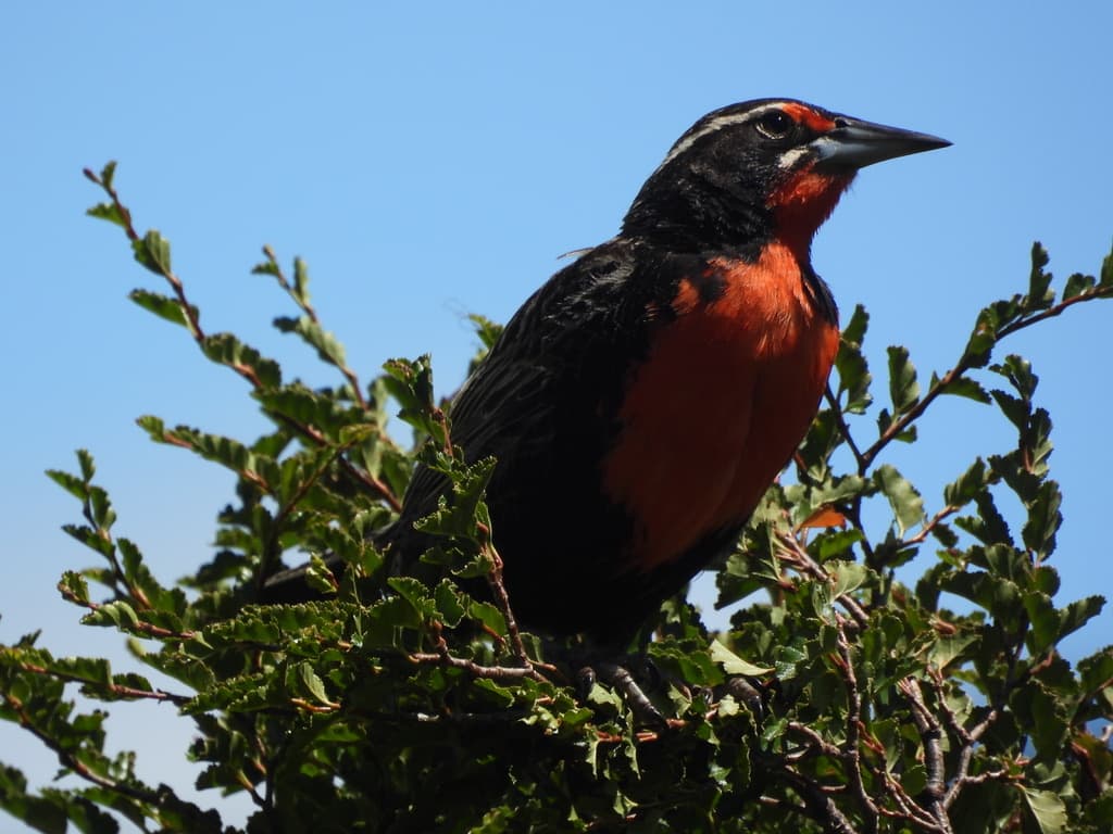 Long Tailed Meadowlark