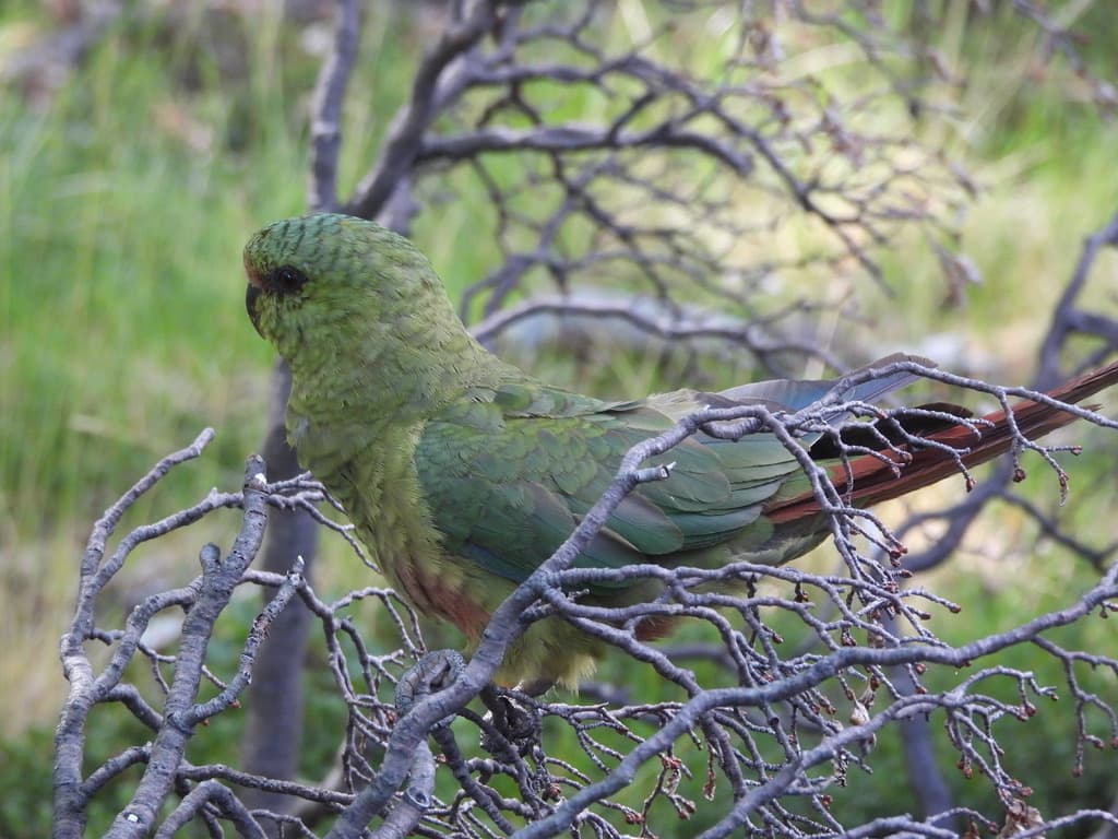 Austral Parakeet