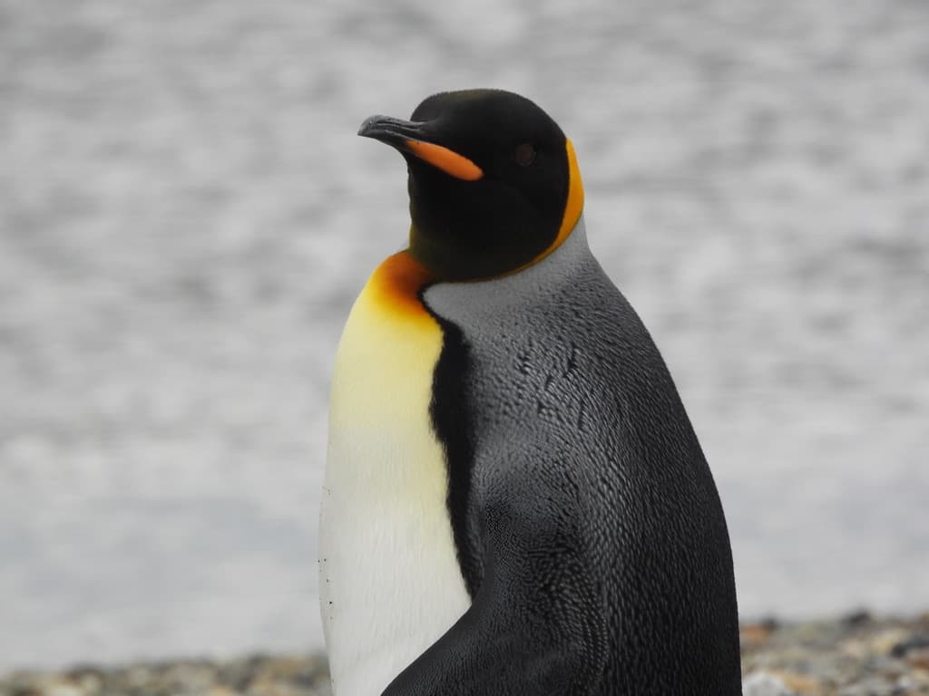King Penguin