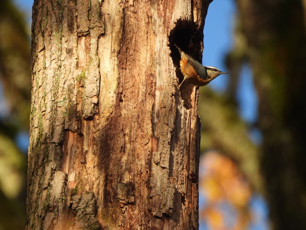 Red Breasted Nuthatch