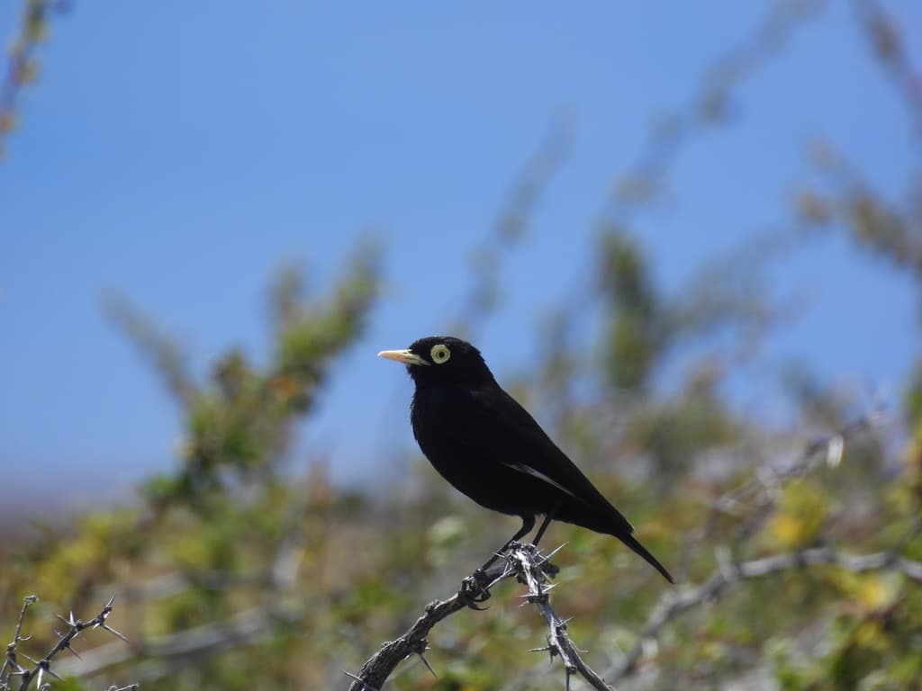 Spectacled Tyrant