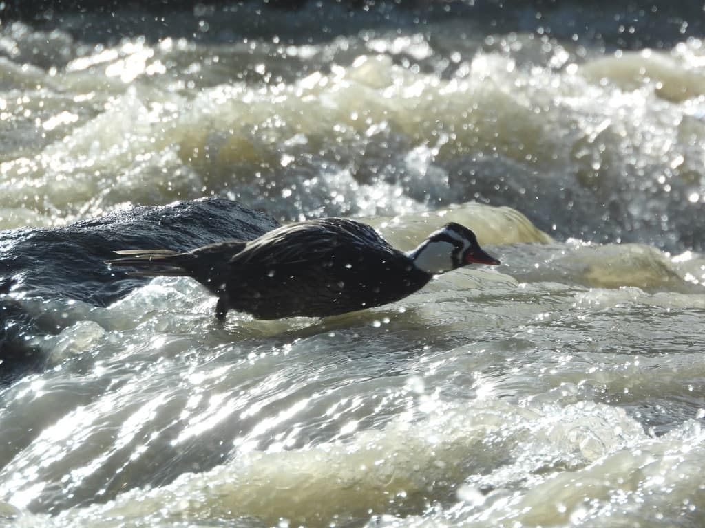 Torrent Duck