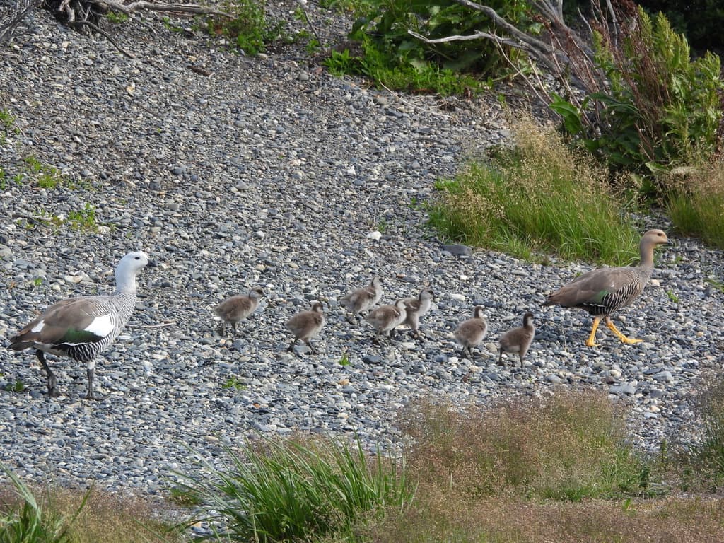 Upland Geese