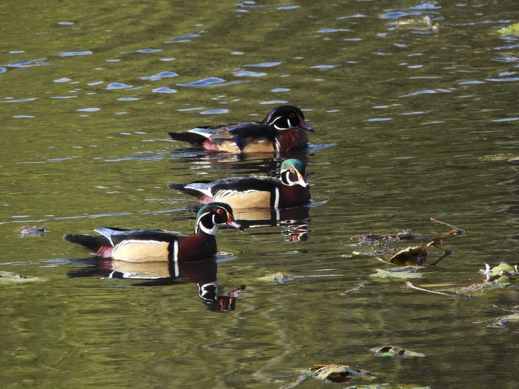 Wood Ducks
